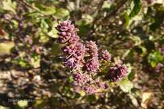 Pogostemon benghalensis